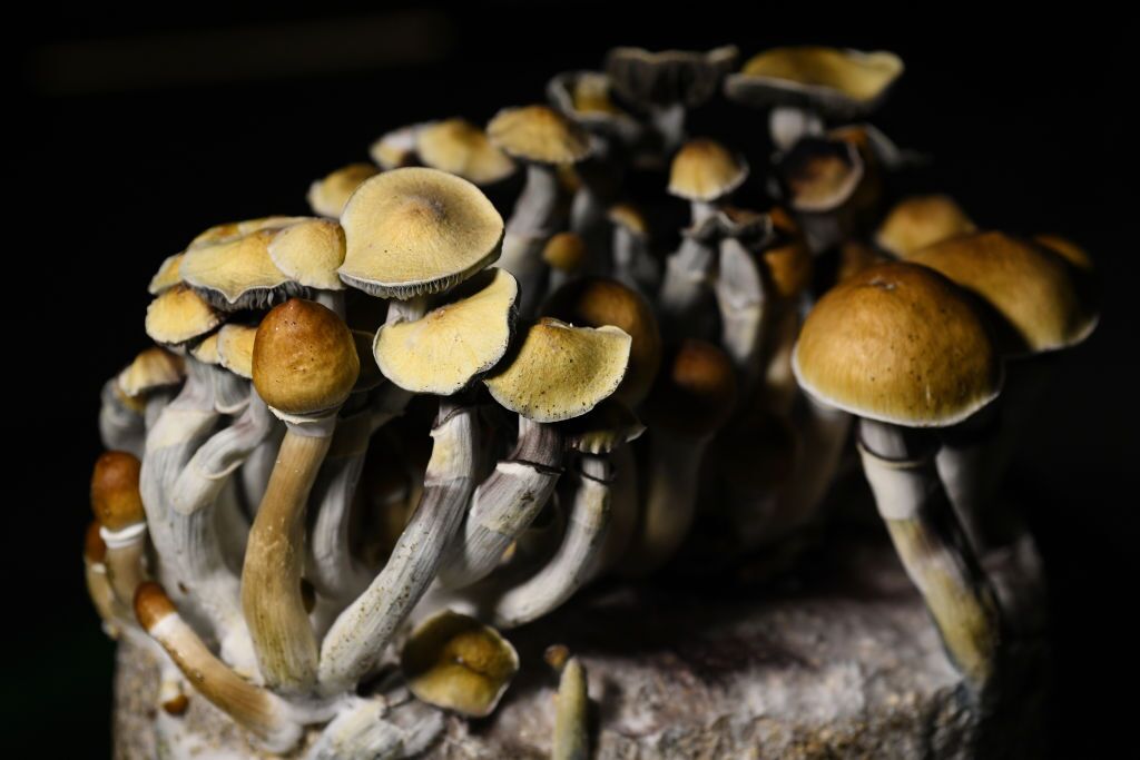 magic mushrooms for sale