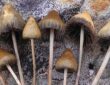 The Potential of Magic Mushrooms to Improve Quality of Life in Seniors