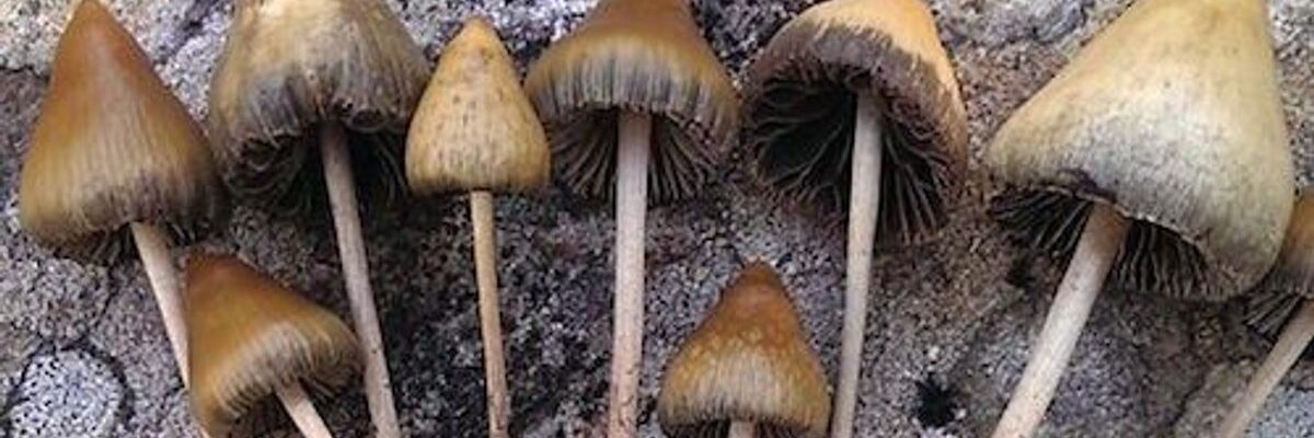 The Potential of Magic Mushrooms to Improve Quality of Life in Seniors