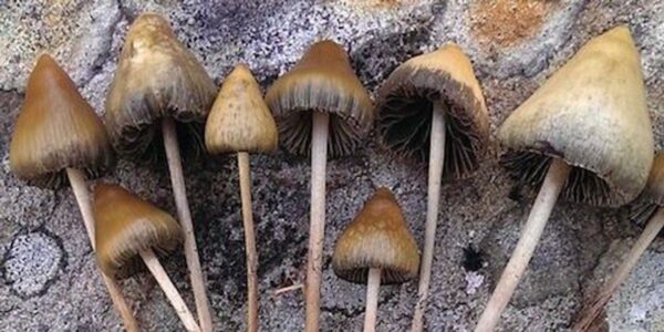 The Potential of Magic Mushrooms to Improve Quality of Life in Seniors