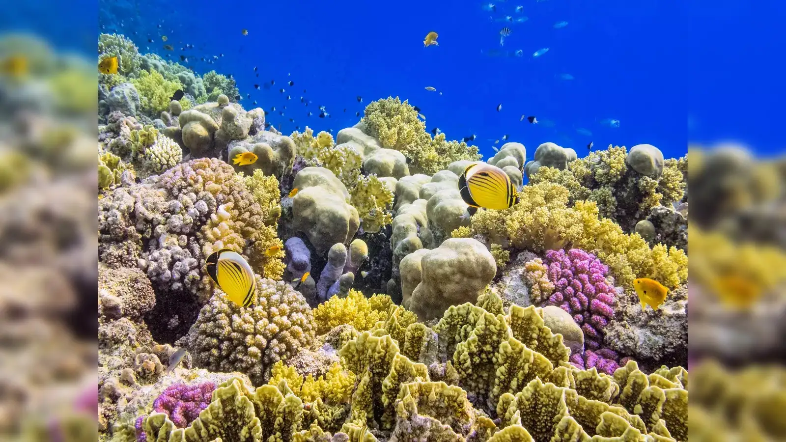 https://coralvita.co/coral-cafe/economic-impact-of-coral-reef-loss/