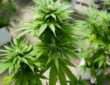 Why Terpenes Matter When Shopping at a Cannabis Shop?