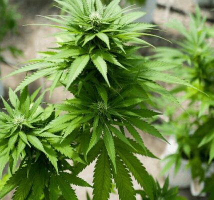Why Terpenes Matter When Shopping at a Cannabis Shop?