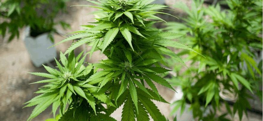 Why Terpenes Matter When Shopping at a Cannabis Shop?