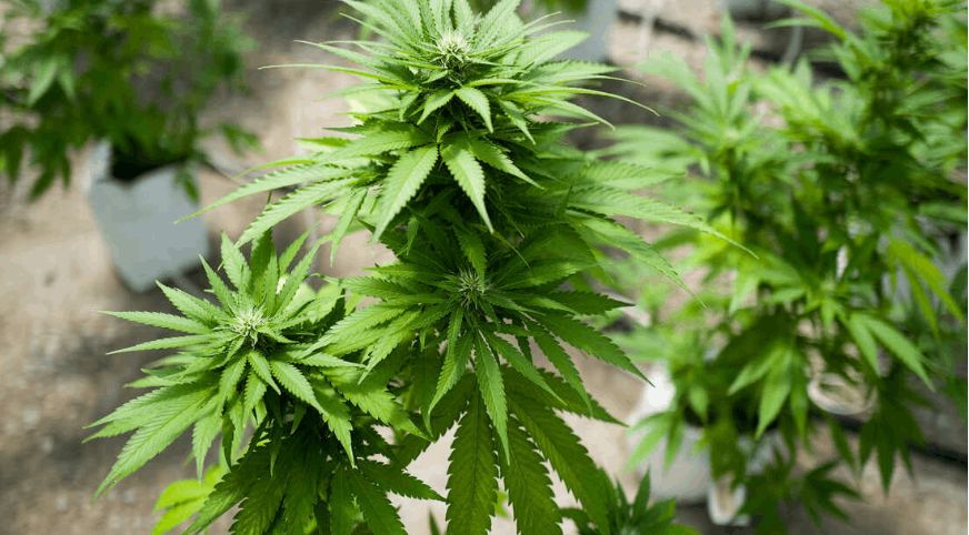 Why Terpenes Matter When Shopping at a Cannabis Shop?
