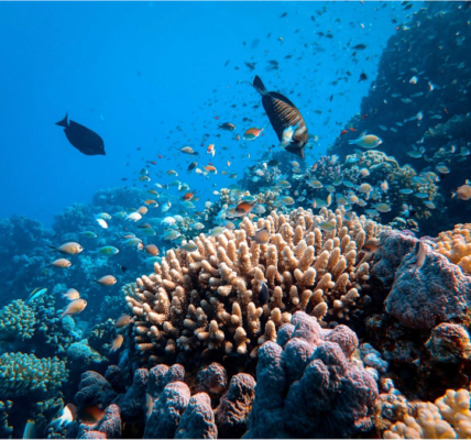 Economic Impact of Coral Reef Loss on Global Tourism and Employment