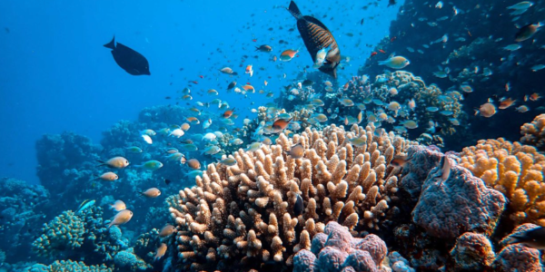 Economic Impact of Coral Reef Loss on Global Tourism and Employment