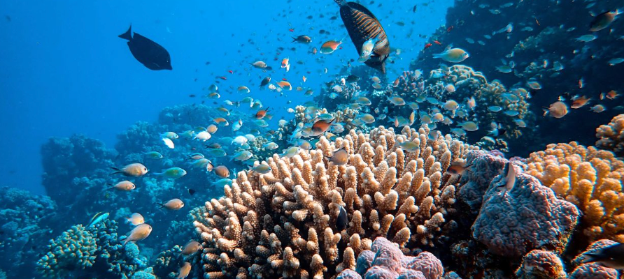 Economic Impact of Coral Reef Loss on Global Tourism and Employment