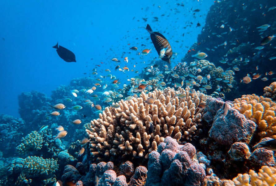 Economic Impact of Coral Reef Loss on Global Tourism and Employment