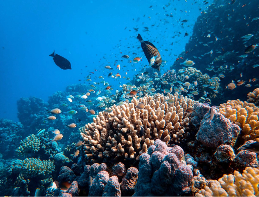 Economic Impact of Coral Reef Loss on Global Tourism and Employment